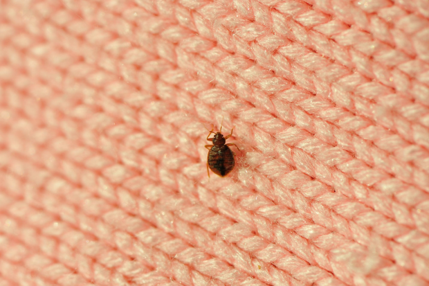Bed-Bug-Treatment - Bell Gardens Best Pest Pros | Bell Gardens, CA | 323-745-2099