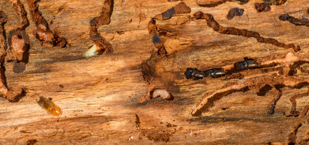 Is Your Home at Risk for Termite Damage - Bell Gardens Best Pest Pros | Bell Gardens, CA | 323-745-2099