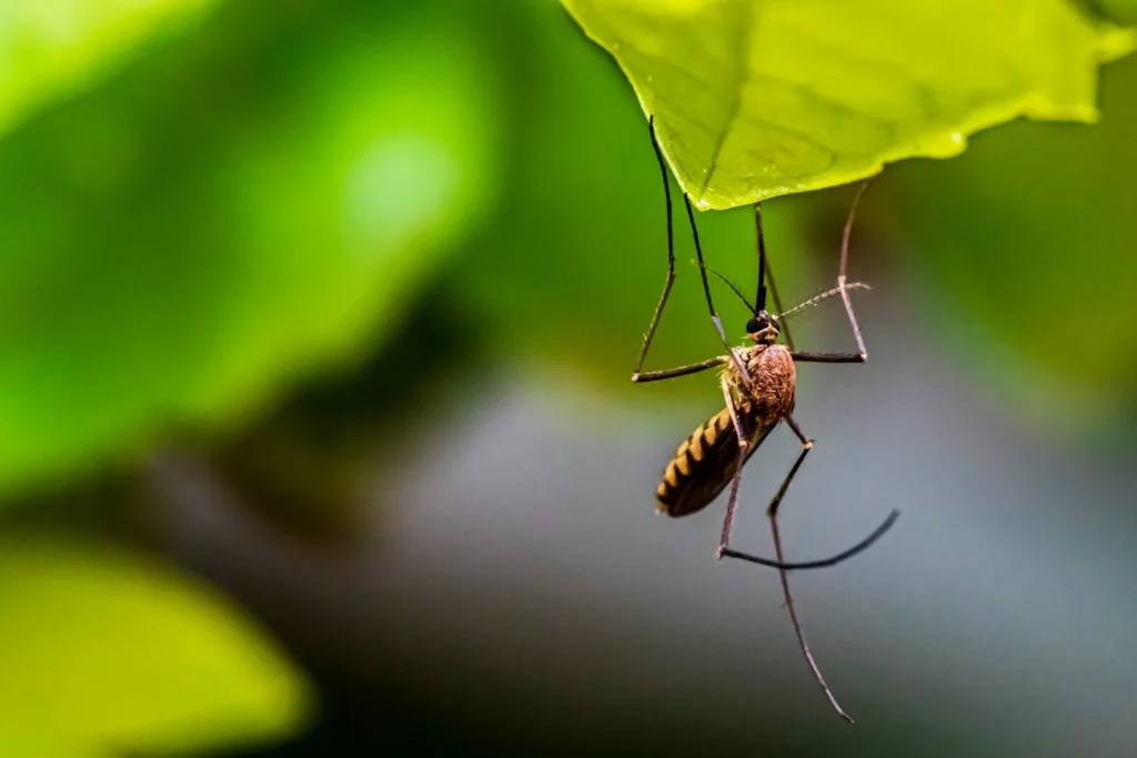Mosquito-Control-for-Every-Outdoor-Space - Bell Gardens Best Pest Pros | Bell Gardens, CA | 323-745-2099