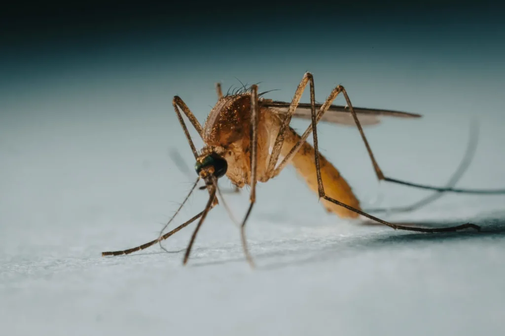 Protect Your Family from Mosquito-Borne-Diseases - Bell Gardens Best Pest Pros | Bell Gardens, CA | 323-745-2099