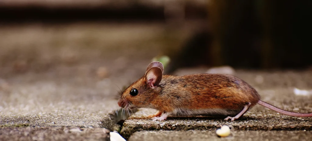 Residential-Commercial-Rodent-Solutions - Bell Gardens Best Pest Pros | Bell Gardens, CA | 323-745-2099