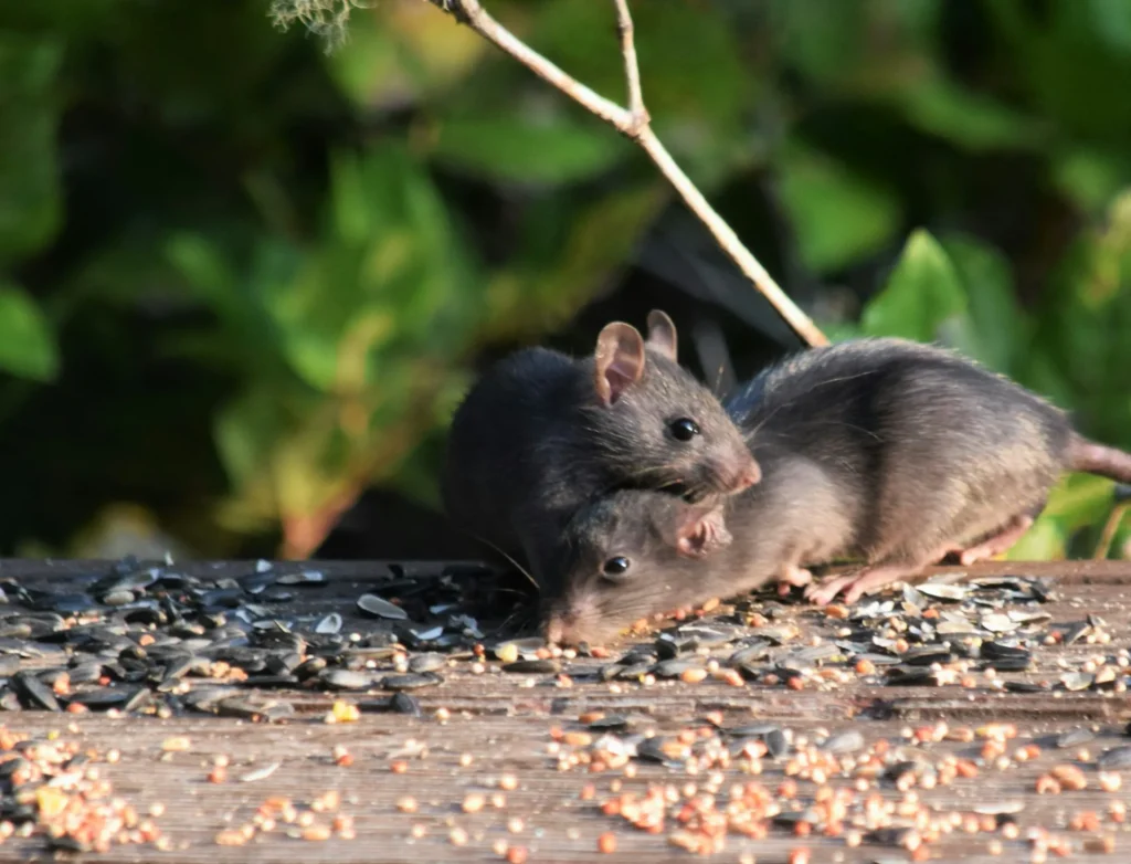Rodent-Removal - Bell Gardens Best Pest Pros | Bell Gardens, CA | 323-745-2099