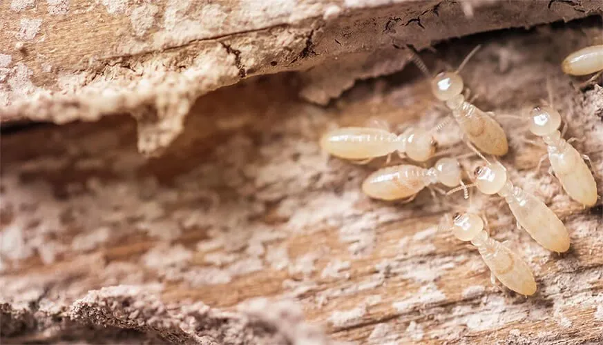 Signs You May Have a Termite Infestation - Bell Gardens Best Pest Pros | Bell Gardens, CA | 323-745-2099