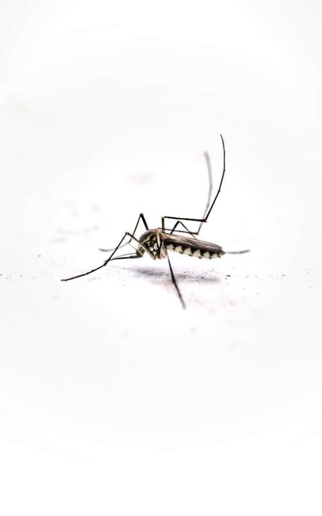 Tired of Mosquitoes Ruining Your Evenings - Bell Gardens Best Pest Pros | Bell Gardens, CA | 323-745-2099