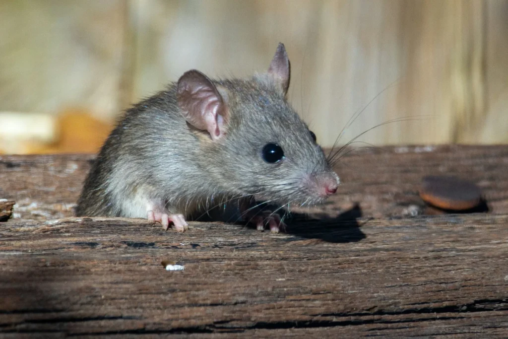 Why-Choose-Our-Rodent-Exterminators - Bell Gardens Best Pest Pros | Bell Gardens, CA | 323-745-2099
